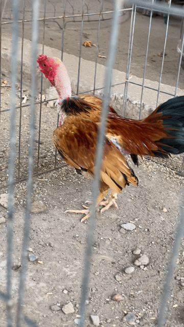 Gà Bắc Tít đực. Mua bán Gà tại Quận Tây Hồ Hà Nội được đăng bởi Nguyen manh lâm hình 1