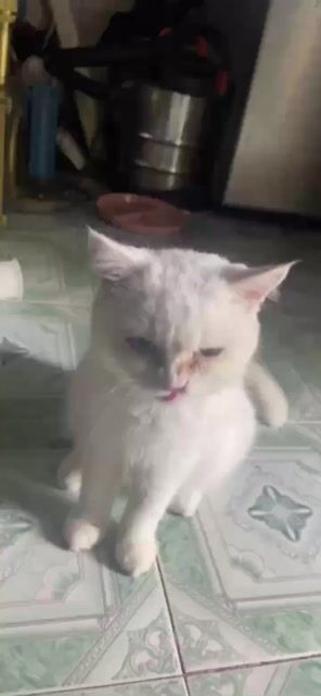 Mèo Lông ngắn Trắng. Mua bán Mèo tại Thành phố Thuận An Bình Dương được đăng bởi nguyễn tài đức thắng hình 1