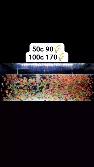 Cá Cánh Buồm Dạ Quang 50con 90k, 100con 170k. Mua bán Thú cưng khác tại Quận Bình Thạnh Tp Hồ Chí Minh được đăng bởi Ngọc Duyên Aquarium hình 1