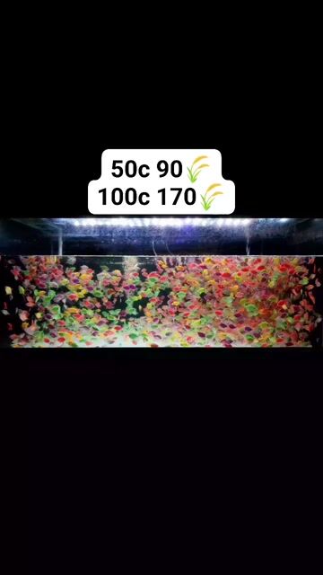 Cá Cánh Buồm Dạ Quang 50con 90k, 100con 170k. Mua bán Thú cưng khác tại Quận Bình Thạnh Tp Hồ Chí Minh được đăng bởi Ngọc Duyên Aquarium hình 1