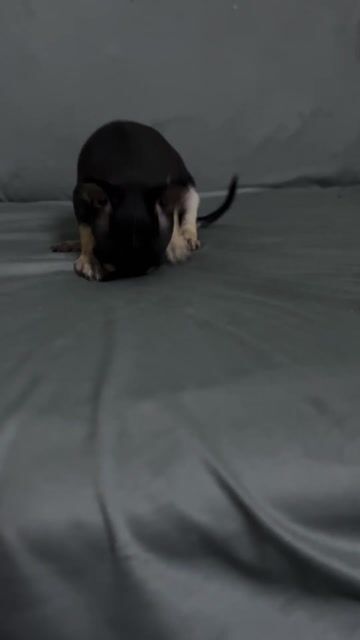 Chó Chihuahua đực 2 tháng. Mua bán Chó tại Huyện Hóc Môn Tp Hồ Chí Minh được đăng bởi Dũng thanh hình 1