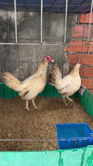 asil simon. Mua bán Gà tại Quận 8 Tp Hồ Chí Minh được đăng bởi Tấn Sang hình 1