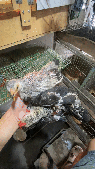 bắc cộc chuối trắng. Mua bán Gà tại Quận Long Biên Hà Nội được đăng bởi gà tre 08866 một 5668 hình 1