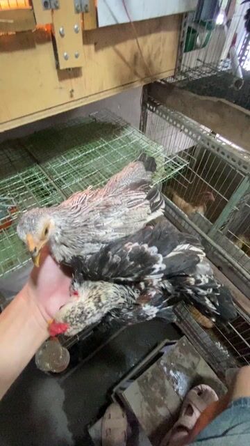 bắc cộc chuối trắng. Mua bán Gà tại Quận Long Biên Hà Nội được đăng bởi gà tre 08866 một 5668 hình 1