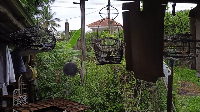 Chim Hút mật 5 màu 3 con. Mua bán Chim tại Thành phố Sa Đéc Đồng Tháp được đăng bởi Tien hình 1