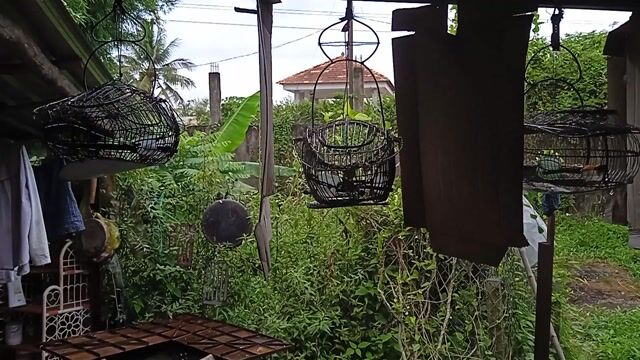 Chim Hút mật 5 màu 3 con. Mua bán Chim tại Thành phố Sa Đéc Đồng Tháp được đăng bởi Tien hình 1