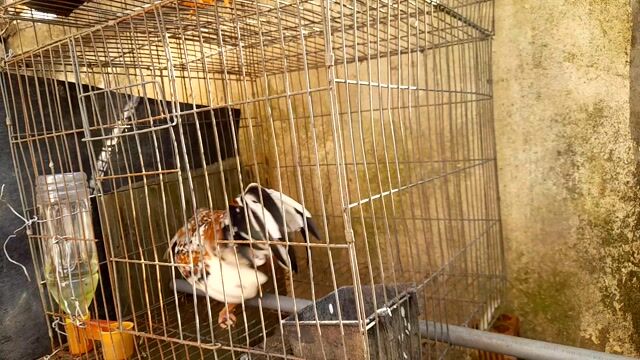 Gà tre Bắc Bông 10 tháng tuổi. Mua bán Gà tại Huyện Trảng Bom Đồng Nai được đăng bởi Anh út  hình 1