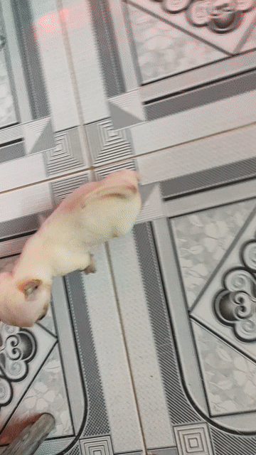 Chó Chihuahua đực Trắng kem. Mua bán Chó tại Quận Bình Thạnh Tp Hồ Chí Minh được đăng bởi Thanh hình 1