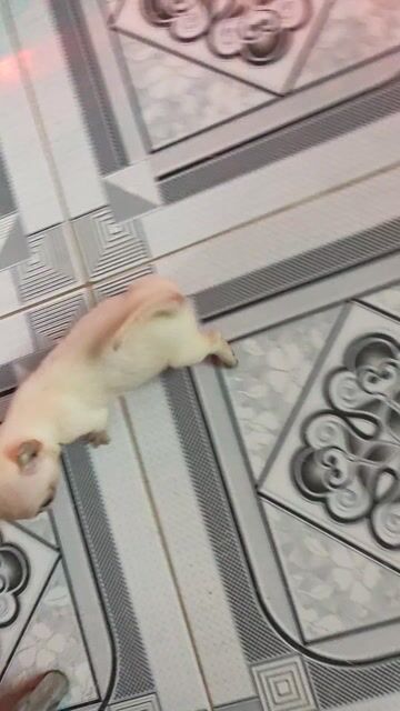 Chó Chihuahua đực Trắng kem. Mua bán Chó tại Quận Bình Thạnh Tp Hồ Chí Minh được đăng bởi Thanh hình 1