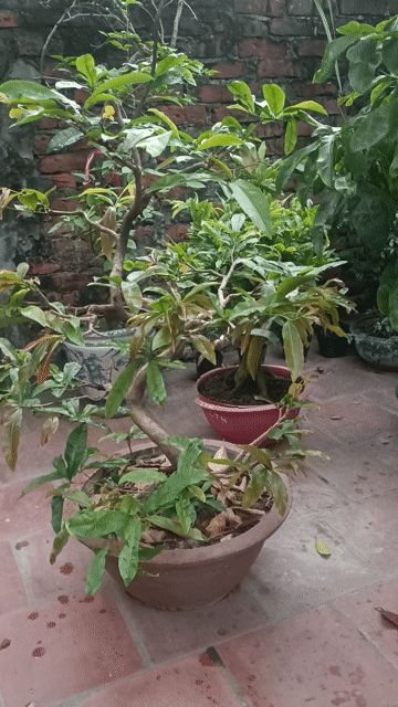 Cây mai Miền Bắc. Mua bán Cây cảnh, đồ trang trí tại Huyện Gia Lâm Hà Nội được đăng bởi  NGUYỄN QUÝ hình 1