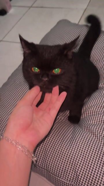 Mèo Anh lông ngắn đen 4 tháng. Mua bán Mèo tại Thành phố Thủ Đức Tp Hồ Chí Minh được đăng bởi Ngân Lê hình 1