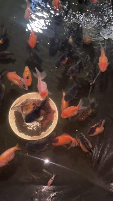 Cá vàng Oranda long tail và  Ranchu size 3-3.5n. Mua bán Thú cưng khác tại Huyện Cờ Đỏ Cần Thơ được đăng bởi MeCaVang VN hình 1