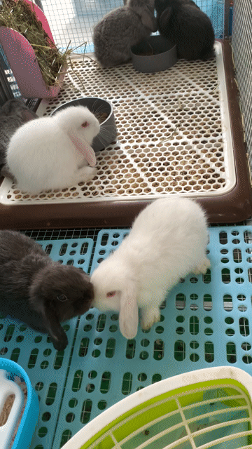 Thỏ Holland Lop Đực Cái  đủ tuổi về nhà mới. Mua bán Thú cưng khác tại Thành phố Thủ Đức Tp Hồ Chí Minh được đăng bởi David Nguyen hình 1