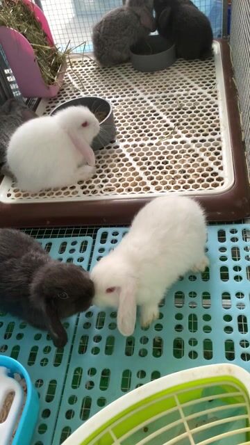 Thỏ Holland Lop Đực Cái  đủ tuổi về nhà mới. Mua bán Thú cưng khác tại Thành phố Thủ Đức Tp Hồ Chí Minh được đăng bởi David Nguyen hình 1