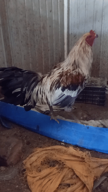 bán hoặc gl nọc. Mua bán Gà tại Huyện Tịnh Biên An Giang được đăng bởi Bọ cạp hình 1