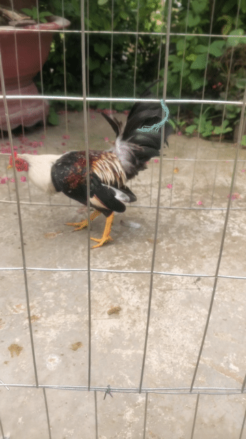 Gà tre chuối tơ. Mua bán Gà tại Huyện Châu Thành Long An được đăng bởi Lê Kha hình 1