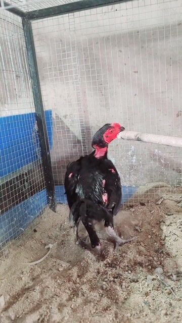 gà chọi tơ. Mua bán Gà tại Quận Cẩm Lệ Đà Nẵng được đăng bởi Nguyễn Nhật Minh hình 1