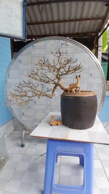 Cây cảnh Linh sam Siêu bông. Mua bán Cây cảnh, đồ trang trí tại Huyện Trà Cú Trà Vinh được đăng bởi Duongthoi hình 1