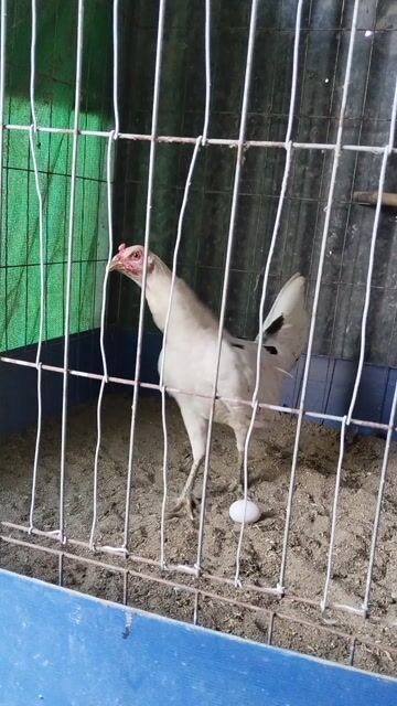 Gà mái tơ Cái Trắng 1.8kg. Mua bán Gà tại Quận Ô Môn Cần Thơ được đăng bởi Cá Lóc hình 1