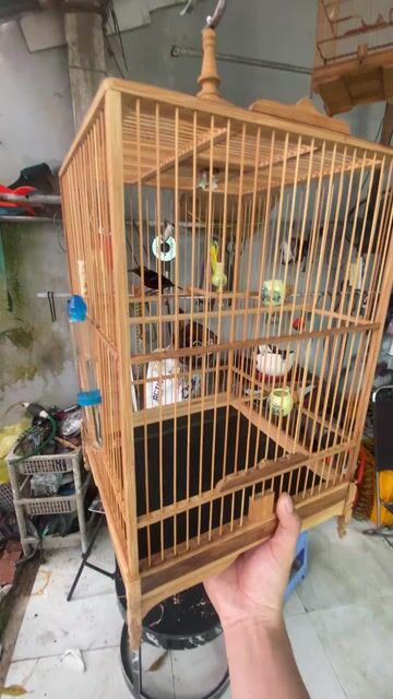 Chim hút mật 1 mùa. Mua bán Chim tại Quận Cái Răng Cần Thơ được đăng bởi Bắp hình 1