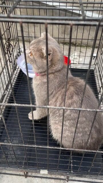 Mèo tai cụp cái đã tiêm phòng. Mua bán Mèo tại Huyện Củ Chi Tp Hồ Chí Minh được đăng bởi Lê Bảo Lâm hình 1