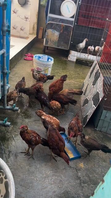 Bán gà con ( 2,3,4)tháng tuổi