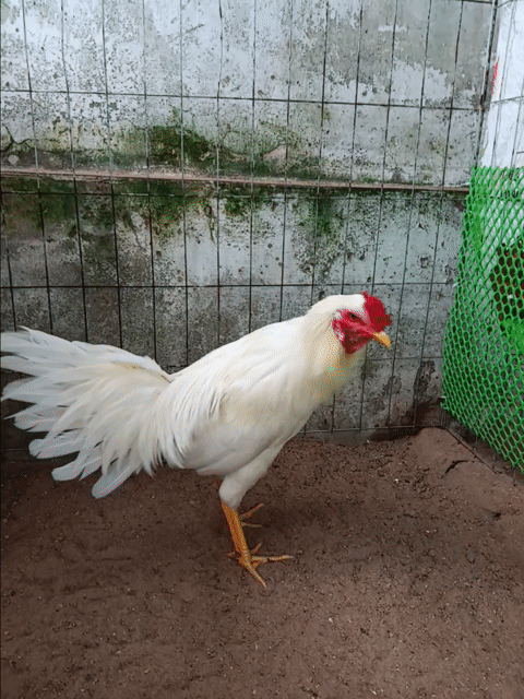 Gà úa thái mỹ 3ki. Mua bán Gà tại Huyện Thạnh Phú Bến Tre được đăng bởi vinh hình 1