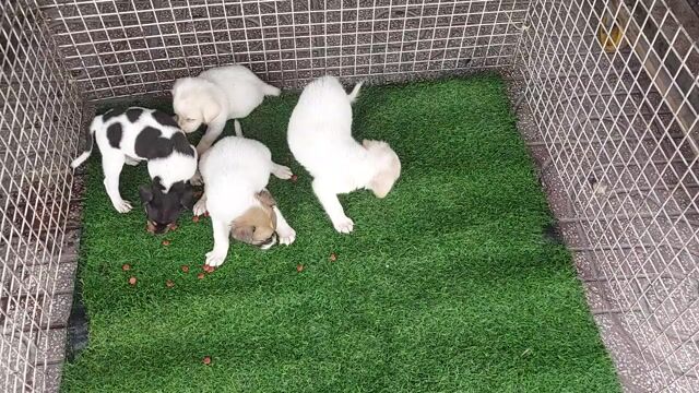 tìm chủ mới cho bầy chó nhật hai tháng tuổi . Mua bán Chó tại Quận Gò Vấp Tp Hồ Chí Minh được đăng bởi thanhthai632005 hình 1
