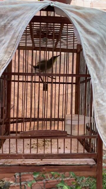 Combo 2 Chim 5 Màu Mép Bẩy Đấu Tố Chất. Mua bán Chim tại Huyện Bắc Tân Uyên Bình Dương được đăng bởi Sang Chim Cảnh Bình Dương  hình 1