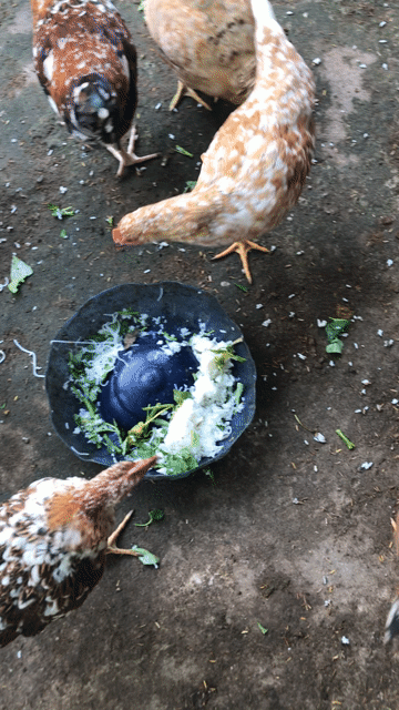 Gà ri hoa mơ 8-9 lạng hoa mơ. Mua bán Gà tại Thành phố Dĩ An Bình Dương được đăng bởi Ngọc Hân hình 1