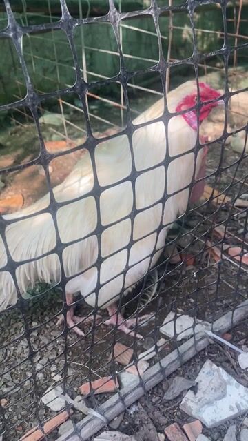 Gà chọi 2.6kg Đang hồi phục. Mua bán Gà tại Thành phố Cà Mau Cà Mau được đăng bởi Tài Nguyễn hình 1