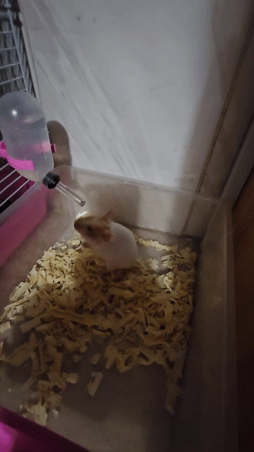Chuột Hamster Trắng Nâu. Mua bán Thú cưng khác tại Quận Ninh Kiều Cần Thơ được đăng bởi Kieu My Lê hình 1