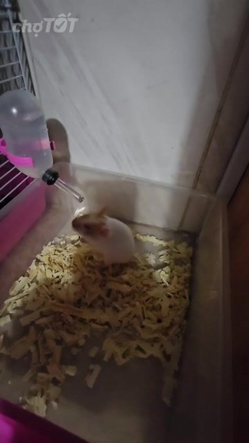 Chuột Hamster Trắng Nâu. Mua bán Thú cưng khác tại Quận Ninh Kiều Cần Thơ được đăng bởi Kieu My Lê hình 1