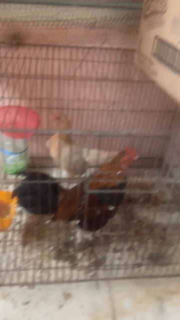 Gà cảnh trống 5 lạng. Mua bán Gà tại Quận Ninh Kiều Cần Thơ được đăng bởi vũ hình 1