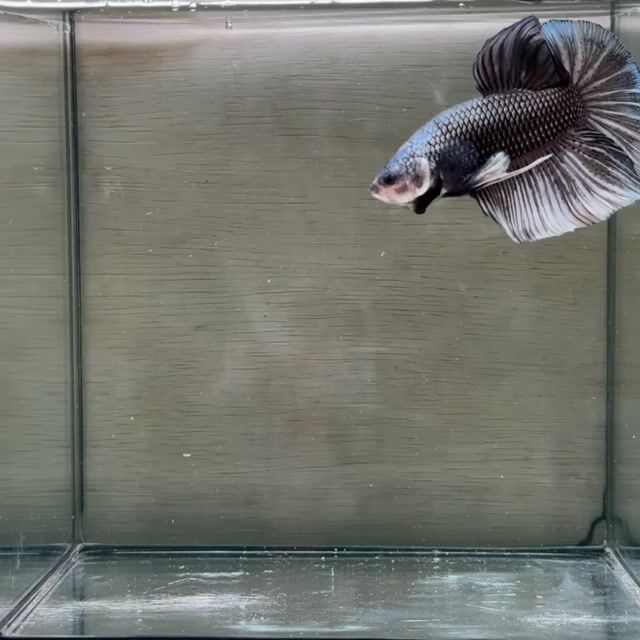 Cá Betta Plakat Trống 3-3.5cm. Mua bán Thú cưng khác tại Quận 3 Tp Hồ Chí Minh được đăng bởi Long hình 1