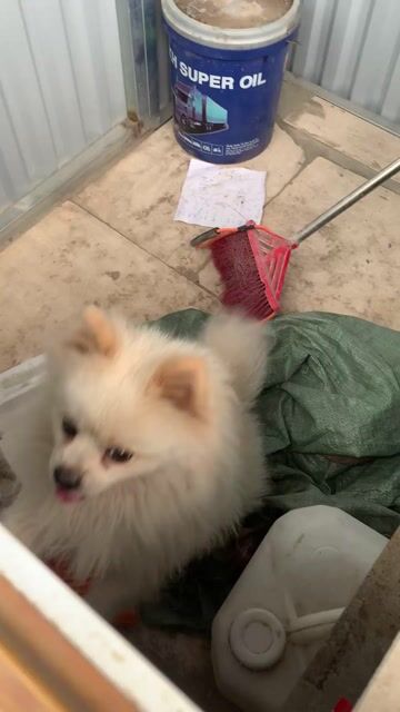Chó Phốc sóc đực 2 tuổi. Mua bán Chó tại Quận Hai Bà Trưng Hà Nội được đăng bởi Tho Ngo hình 1