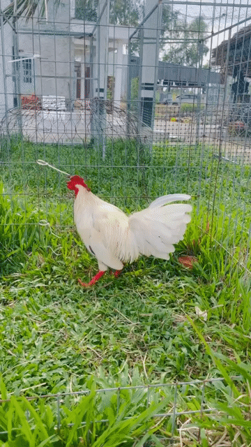 bướm lai 2kg5. Mua bán Gà tại Huyện Mỹ Tú Sóc Trăng được đăng bởi Thanh Phú  hình 1