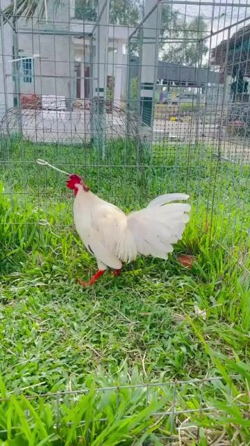 bướm lai 2kg5. Mua bán Gà tại Huyện Mỹ Tú Sóc Trăng được đăng bởi Thanh Phú  hình 1