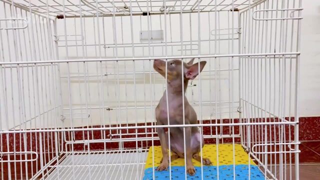 Chó Fox hươu Cái Nhỏ 3.5 tháng Lilac. Mua bán Chó tại Quận Gò Vấp Tp Hồ Chí Minh được đăng bởi Minh Huy hình 1