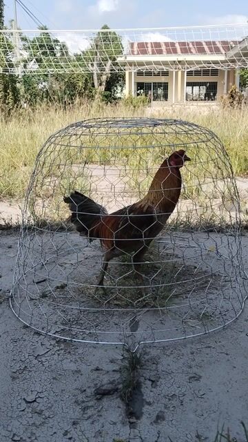 Gà chọi 2.8kg Đực. Mua bán Gà tại Huyện Lai Vung Đồng Tháp được đăng bởi Anh Ba Báo hình 1