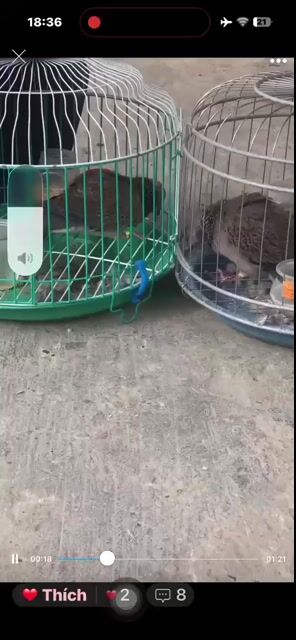 Cu đất lai mã lai. Mua bán Chim tại Huyện Mang Thít Vĩnh Long được đăng bởi tuan anh hình 1