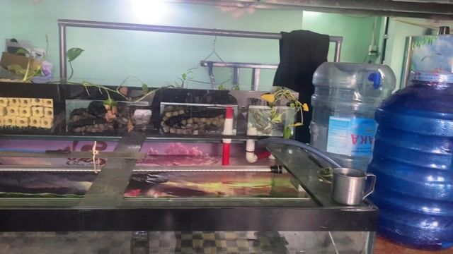 k tg cần thanh lý gấp toàn bộ hồ và cá như hinh
