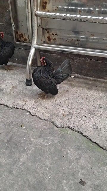 Gà Serama 1 trống 3 mái Sắp đẻ. Mua bán Gà tại Quận Phú Nhuận Tp Hồ Chí Minh được đăng bởi Huy hình 1