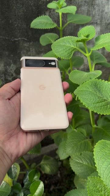 Google Pixel 8 128GB Vàng 8GB. Mua bán Điện thoại tại Quận Gò Vấp Tp Hồ Chí Minh được đăng bởi Bin Bin hình 1