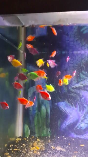 30 Cá cánh buồm nhiều màu khỏe mạnh. Mua bán Thú cưng khác tại Quận Liên Chiểu Đà Nẵng được đăng bởi Cuong hình 1