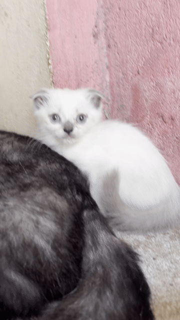 Mèo Anh lông ngắn cái Trắng Tai cụp lửng. Mua bán Mèo tại Huyện Long Điền Bà Rịa - Vũng Tàu được đăng bởi biều thị hải yên  hình 1