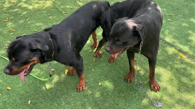 Chó Rottweiler cái Đen vàng đã phối. Mua bán Chó tại Huyện Bình Chánh Tp Hồ Chí Minh được đăng bởi phạm phố hình 1