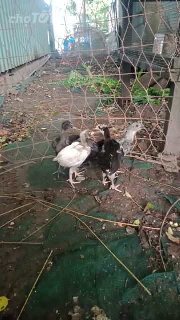 Gà Beru x Mỹ 5 con. Mua bán Gà tại Thành phố Tân An Long An được đăng bởi thủ hình 1