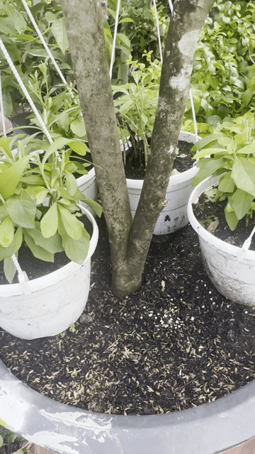 Na dai gốc lớn nguyên bản đang trái. Mua bán Cây cảnh, đồ trang trí tại Quận Gò Vấp Tp Hồ Chí Minh được đăng bởi Vườn Kiểng Nhà Nị Ny hình 1