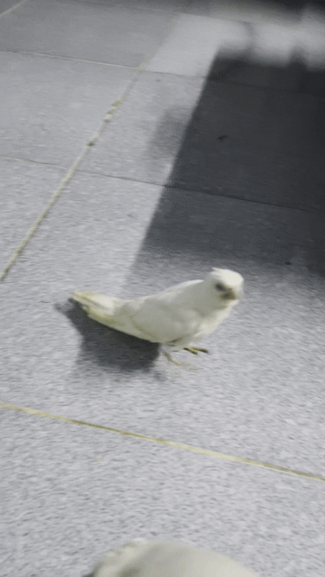 Chim Vẹt Cockatiel Trắng. Mua bán Chim tại Thành phố Thủ Đức Tp Hồ Chí Minh được đăng bởi siêu nhân gao hình 1